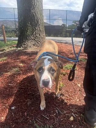 An adult large-sized female Mixed Breed dog named Tutu for adoption in West Chester, PA