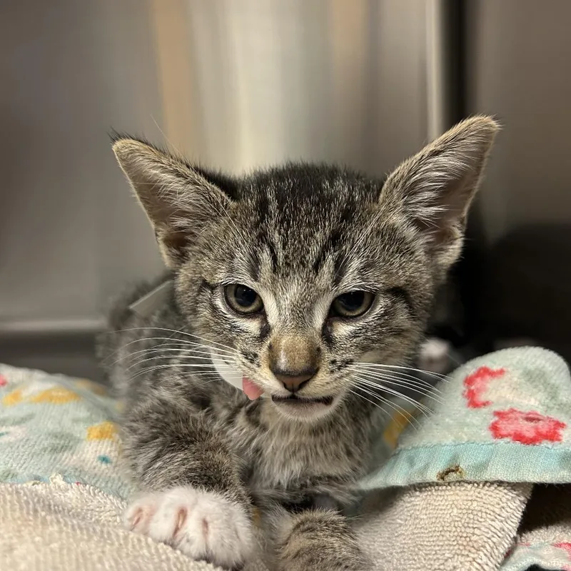 A baby small-sized male Gray / Blue / Silver Domestic Short Hair cat named Sputnik for adoption in Jacksonville, FL