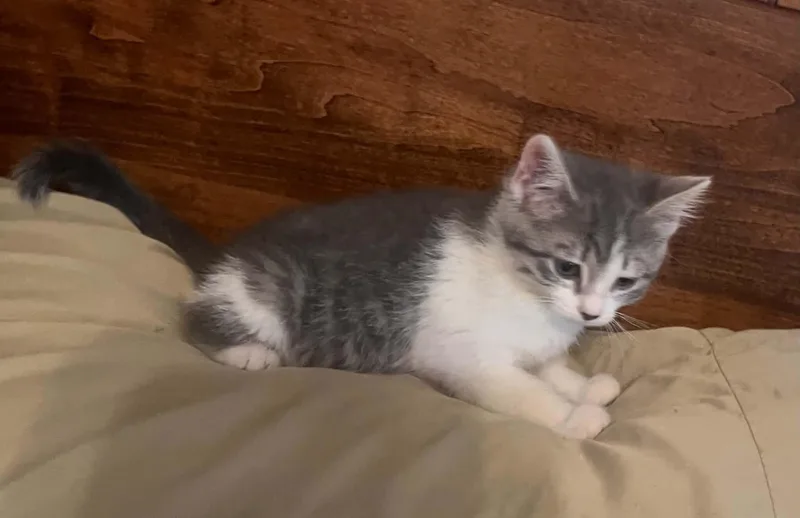 A young medium-sized female Tabby (Gray / Blue / Silver) Domestic Short Hair cat named White for adoption in Warren, PA