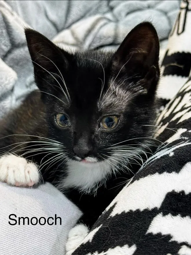 A baby small-sized female Domestic Short Hair cat named Smooch for adoption in Kenosha, WI