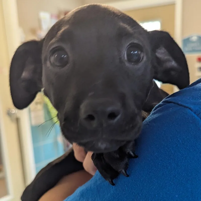A baby medium-sized female Mixed Breed dog named Doris for adoption in Fenton, MI