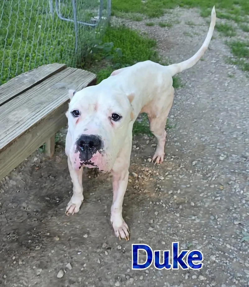 An adult large-sized male Dogo Argentino dog named Duke for adoption in Port Clinton, OH