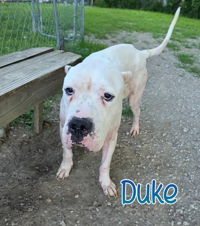 Duke thumbnail 2