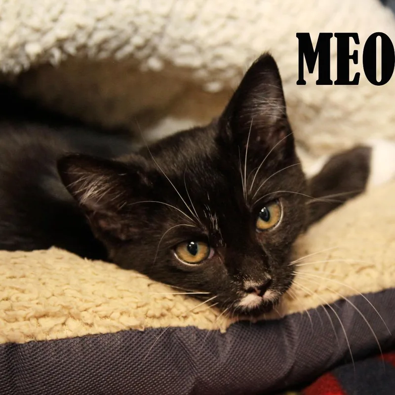 Meo thumbnail 2