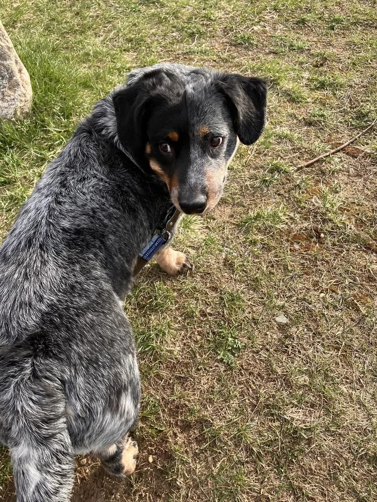 An adult large-sized male Brown / Chocolate Australian Cattle Dog / Blue Heeler dog named Chunk for adoption in Kalamazoo, MI