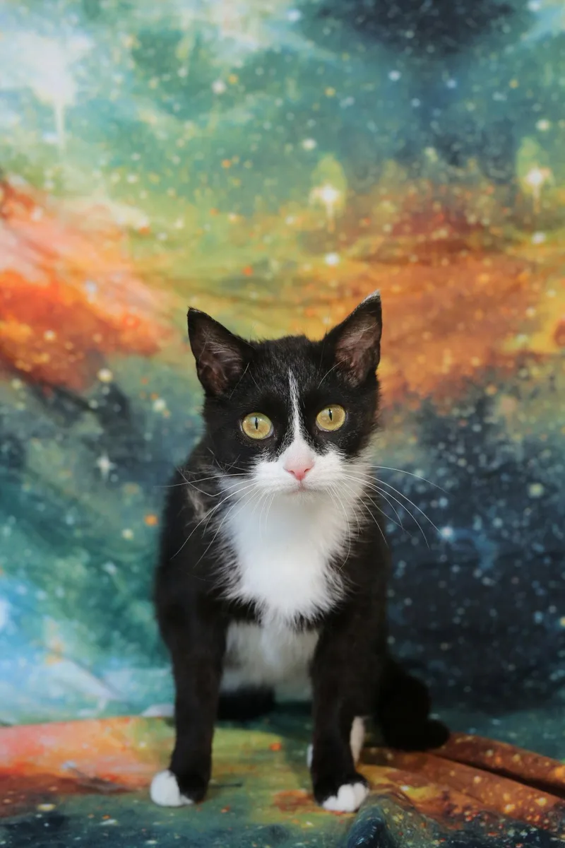 Quenelle thumbnail 3