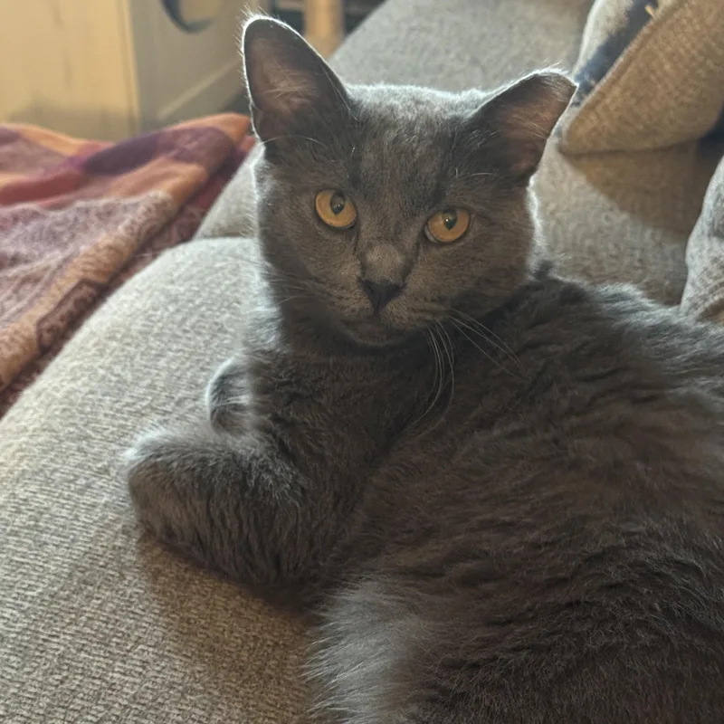 A young medium-sized male Gray / Blue / Silver Domestic Short Hair cat named Murphy for adoption in Mechanicsburg, PA