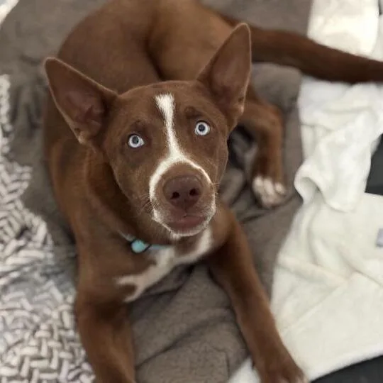 A young medium-sized female Brown / Chocolate Mixed Breed dog named Chili Con Carne for adoption in Davenport, IA