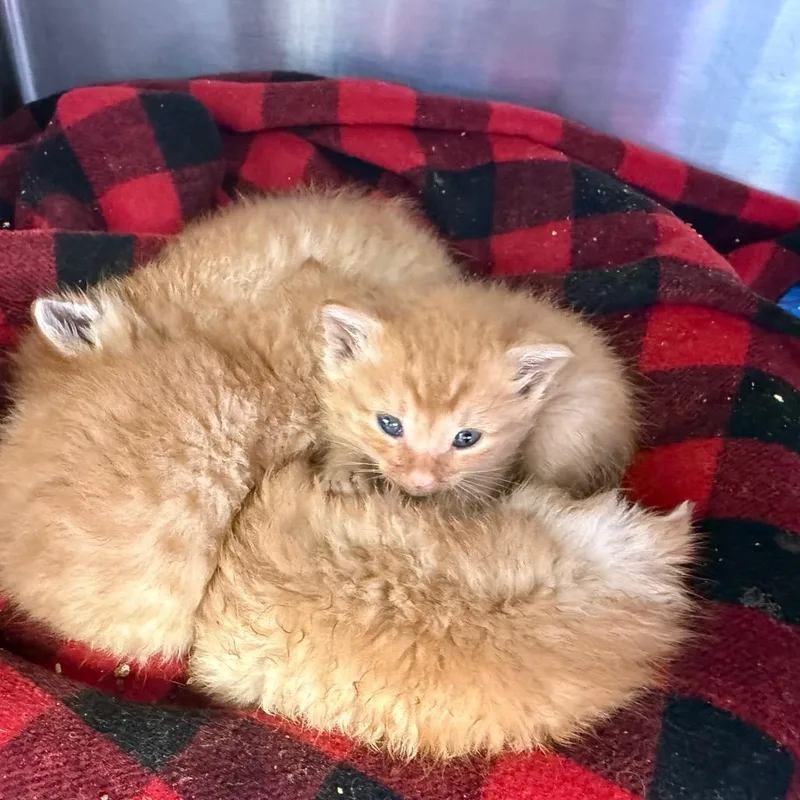 A baby small-sized male Orange / Red Domestic Short Hair cat named Fango for adoption in Madisonville, TN