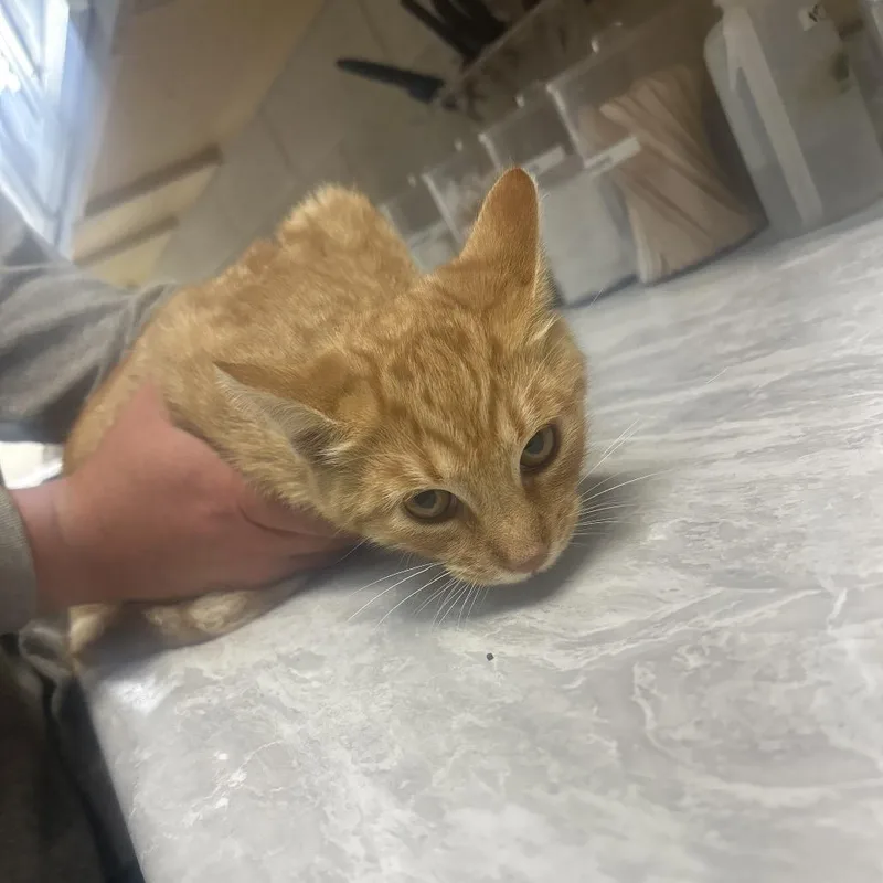A baby medium-sized male Orange / Red Domestic Short Hair cat named Pumpkin for adoption in Lewisburg, WV