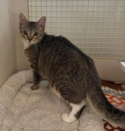 A young small-sized female Domestic Short Hair cat named Toyota FKA Angel for adoption in Pendleton, OR