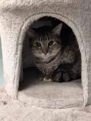 Blue Cheese thumbnail 3