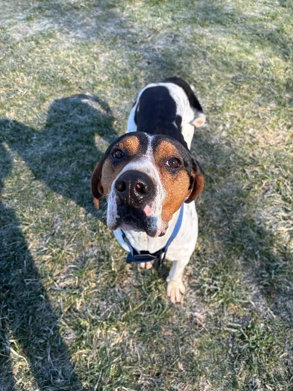A young large-sized male Hound dog named Howie for adoption in Cortland, NY