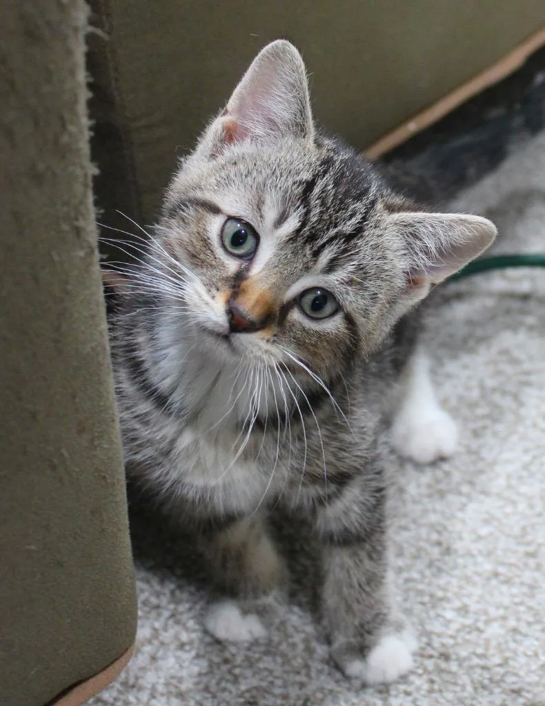 A baby medium-sized male Domestic Short Hair cat named Sunny for adoption in Minneapolis, MN