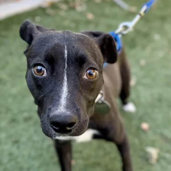 A young small-sized female Terrier dog named Gretchen for adoption in Walnut Creek, CA
