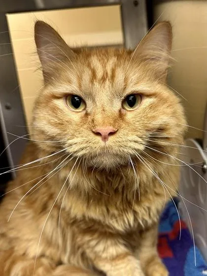 An adult large-sized male Orange / Red Domestic Long Hair cat named Garfield for adoption in Wichita, KS
