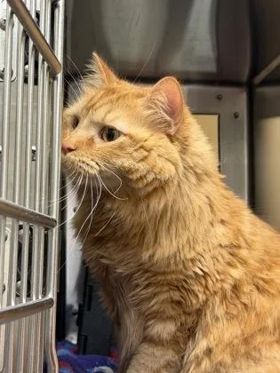Garfield thumbnail 2