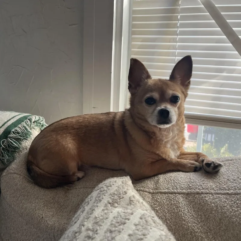 A senior small-sized female Yellow / Tan / Blond / Fawn Chihuahua dog named Coconut for adoption in Brockton, MA