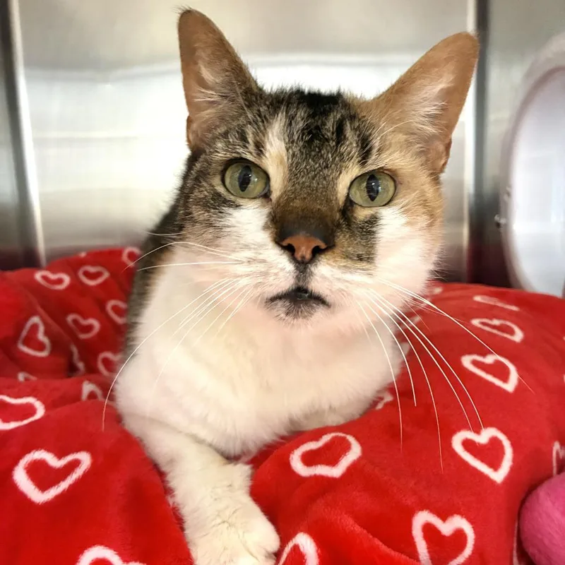 A senior medium-sized female Calico Domestic Short Hair cat named Heart for adoption in East Hampton, NY