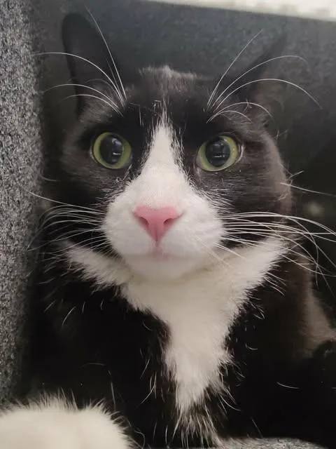 A young medium-sized female Black Domestic Short Hair cat named Phantom for adoption in Fruit Heights, UT