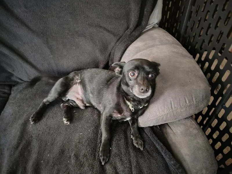 An adult small-sized male Chihuahua dog named Albie for adoption in Middletown, CT