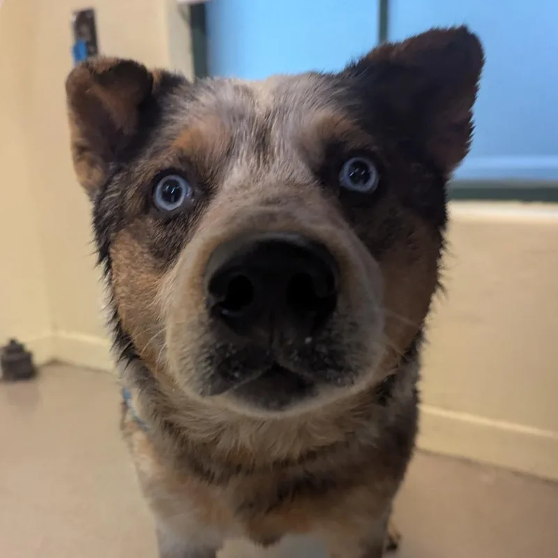 Koda