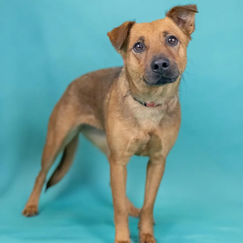 An adult medium-sized female Red / Chestnut / Orange Mixed Breed dog named Fern for adoption in Portland, OR