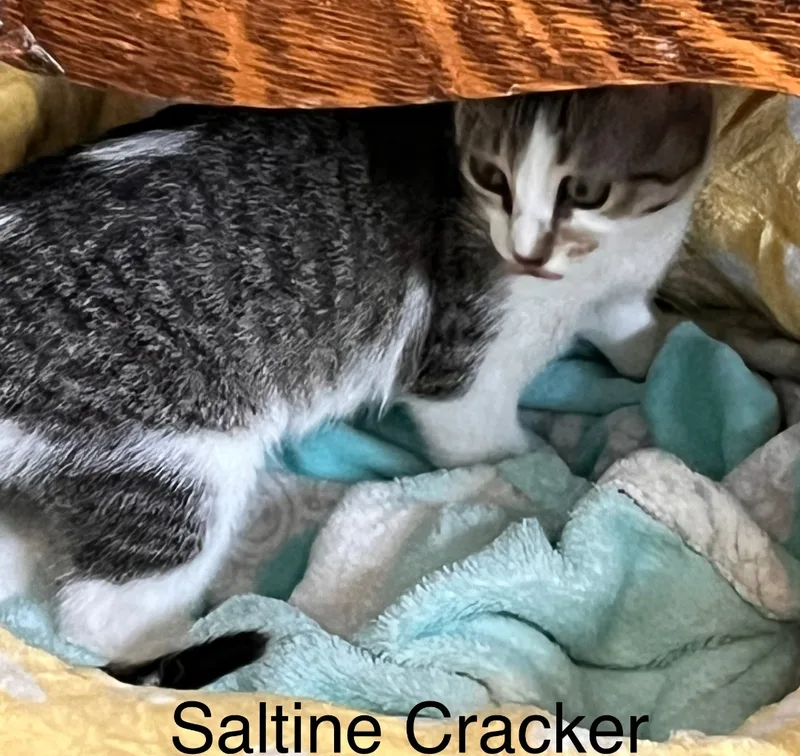 An adult medium-sized female Gray & White Domestic Short Hair cat named Saltine Cracker for adoption in Moreno Valley, CA