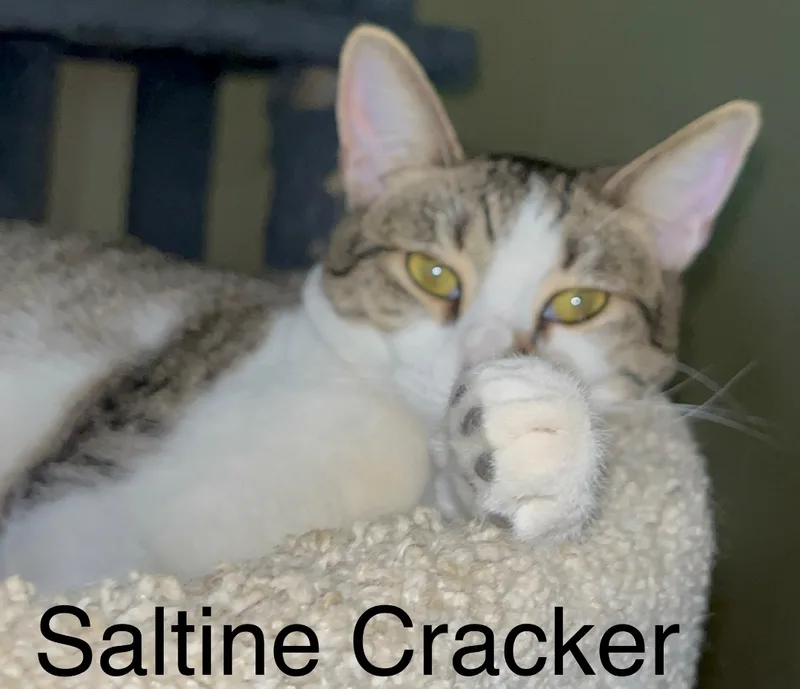 Saltine Cracker thumbnail 2