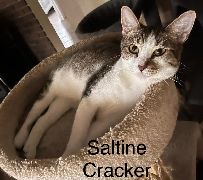 Saltine Cracker thumbnail 5