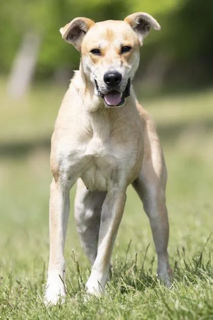 An adult large-sized female Golden Mixed Breed dog named Remi for adoption in Bedford, IN