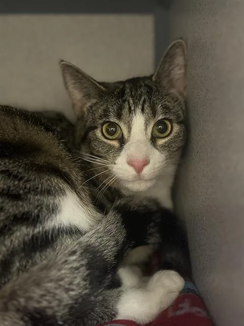 A young small-sized female Domestic Short Hair cat named Quinn for adoption in Aliquippa, PA