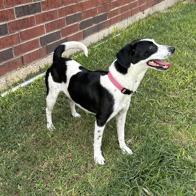 A young small-sized female Harlequin Cattle Dog dog named Layla for adoption in Manvel, TX