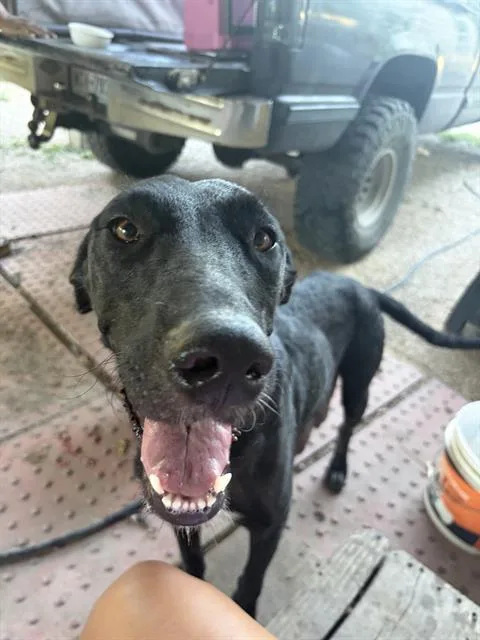 An adult large-sized female Labrador Retriever dog named Odessa for adoption in San Antonio, TX