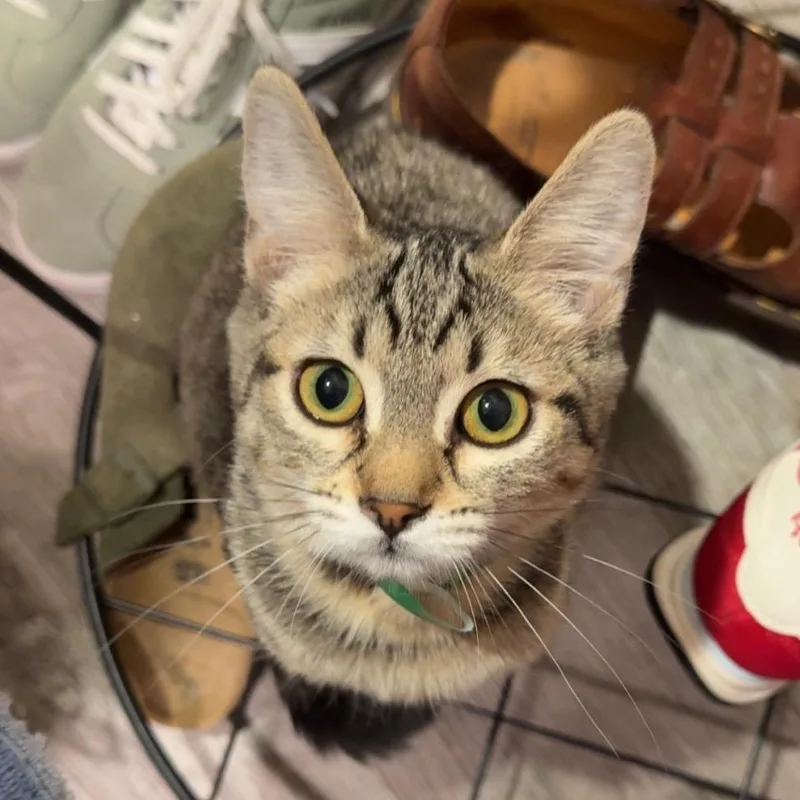 A baby small-sized female Gray / Blue / Silver Domestic Short Hair cat named Olive for adoption in Spokane, WA