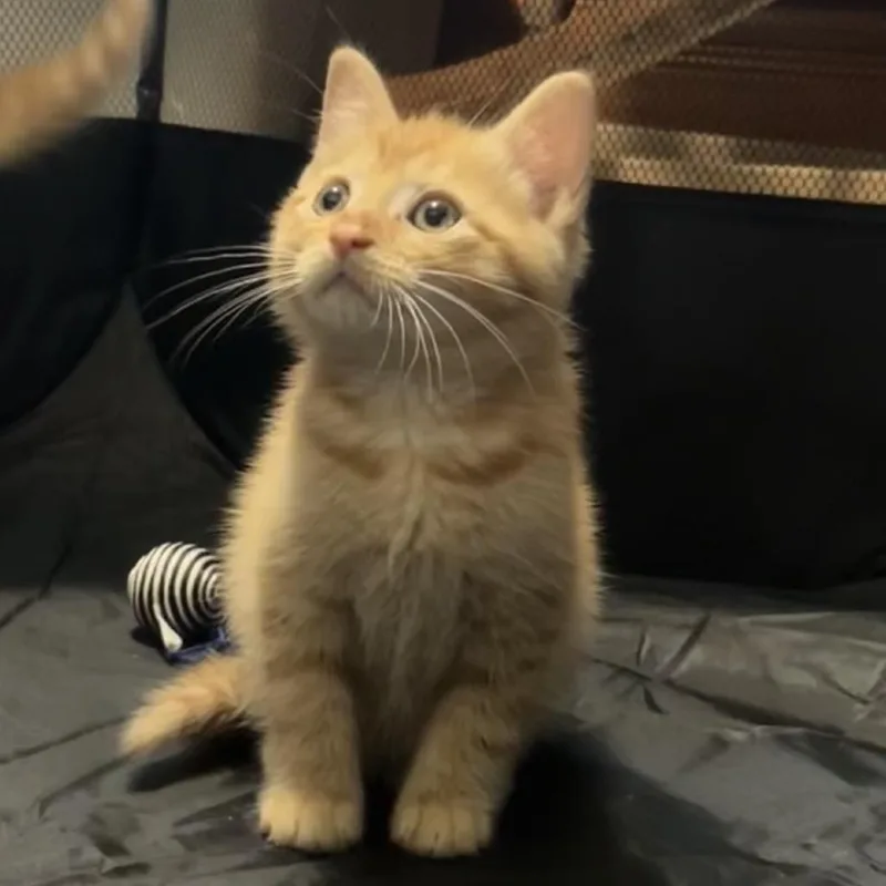 A baby small-sized male Orange / Red Domestic Short Hair cat named Daffodil for adoption in Greensboro, NC