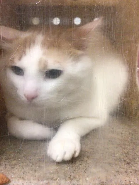 An adult small-sized male Domestic Short Hair cat named Pebbles for adoption in Riverside, CA