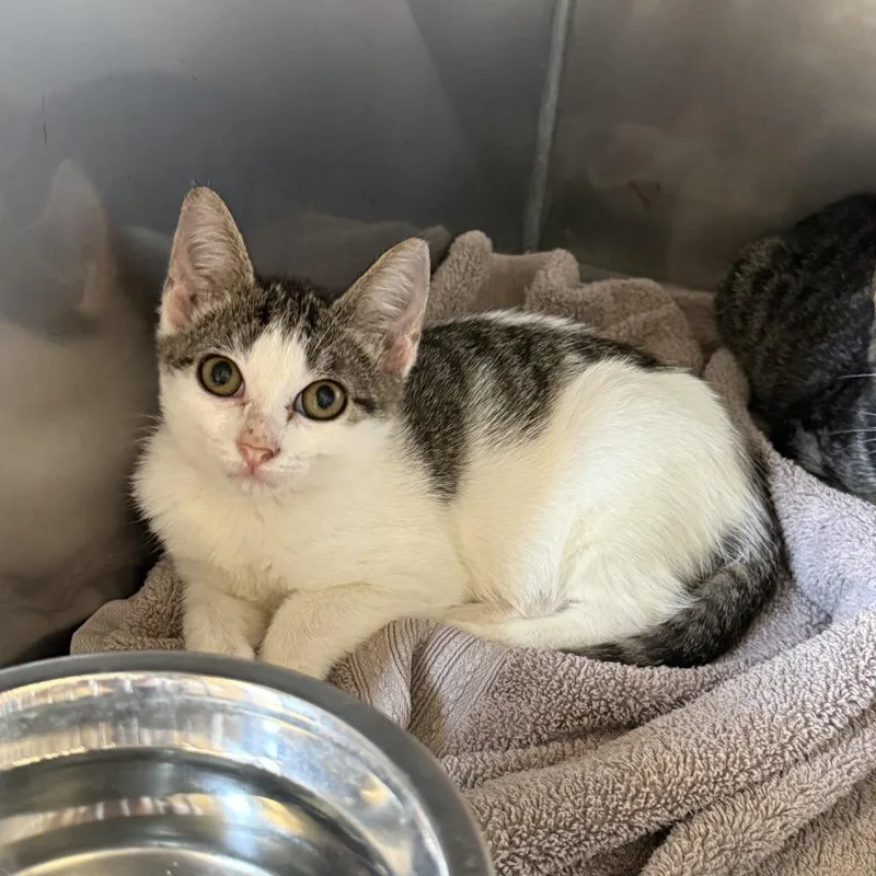 A baby medium-sized female Domestic Short Hair cat named Ashley for adoption in Brenham, TX