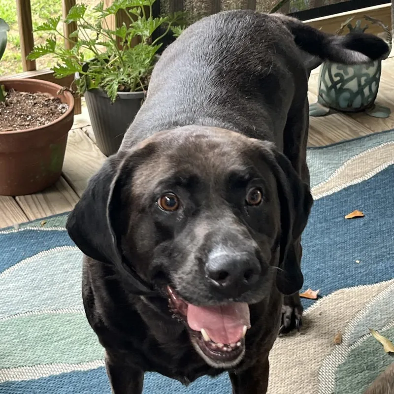 A senior large-sized female Black Mixed Breed dog named Lady for adoption in Gulfport, MS