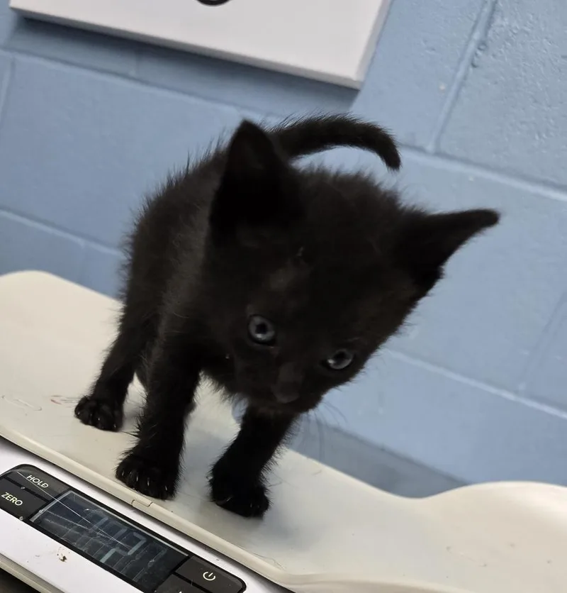 A baby small-sized female Black Domestic Short Hair cat named Serta for adoption in Evansville, IN