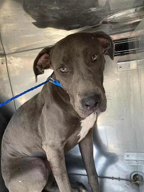 A young large-sized female Mixed Breed dog named Iceland for adoption in Dallas, TX