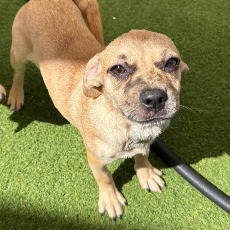 A baby small-sized female Brown / Chocolate Catahoula Leopard Dog dog named Blaire for adoption in LOXAHATCHEE, FL