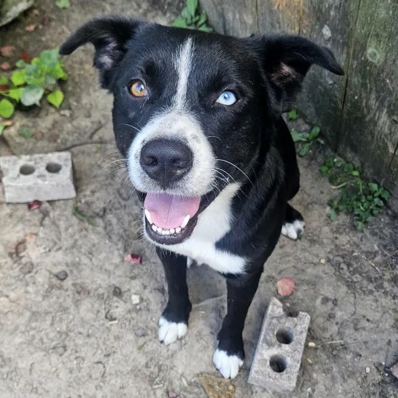 A young medium-sized male Border Collie dog named Rex for adoption in Longview, TX