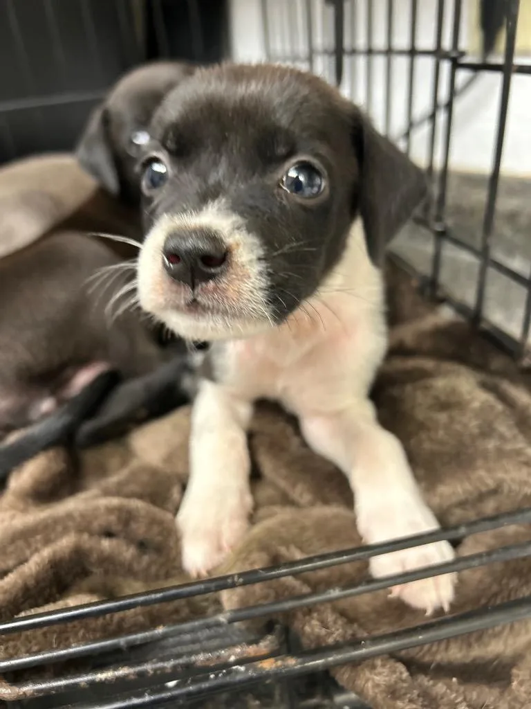 A baby large-sized female Mixed Breed dog named Iris for adoption in Lockhart, TX
