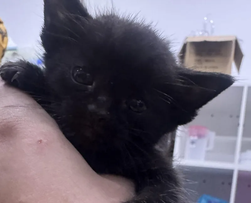 A baby medium-sized female Domestic Short Hair cat named Obsidian for adoption in St. Cloud, MN