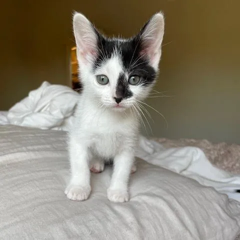 A baby small-sized female Black Domestic Short Hair cat named Proof for adoption in Muncie, IN