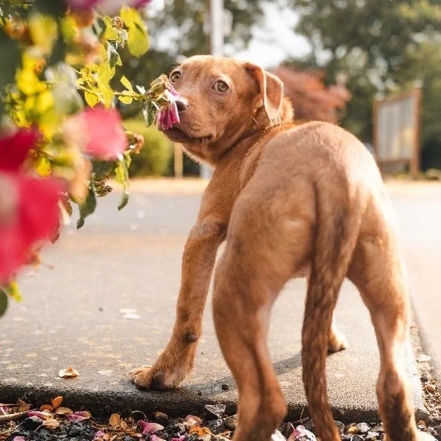 A baby small-sized female Mixed Breed dog named Blossom for adoption in Newberg, OR