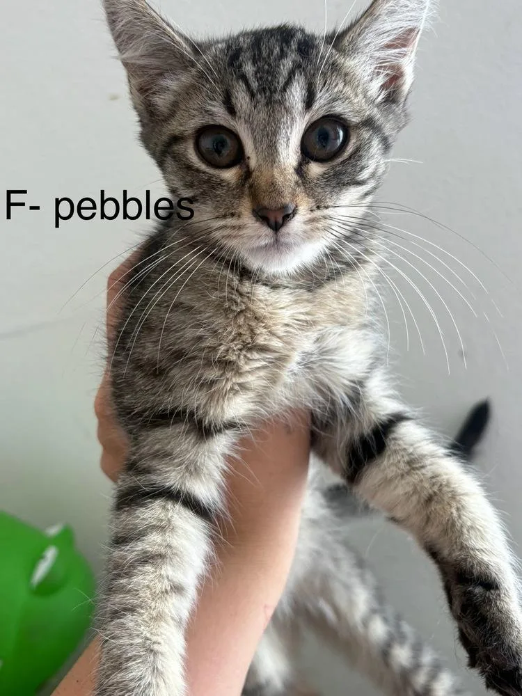 A baby small-sized male Tabby (Brown / Chocolate) Domestic Short Hair cat named Pebbles for adoption in Lancaster, CA