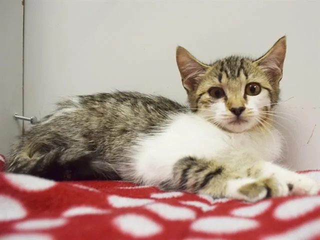 A baby small-sized female Domestic Short Hair cat named Elisa for adoption in Sacramento, CA