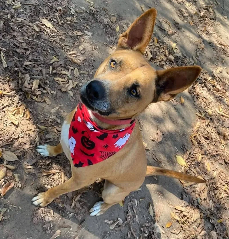A young medium-sized male Mixed Breed dog named Gilly for adoption in Denison, TX